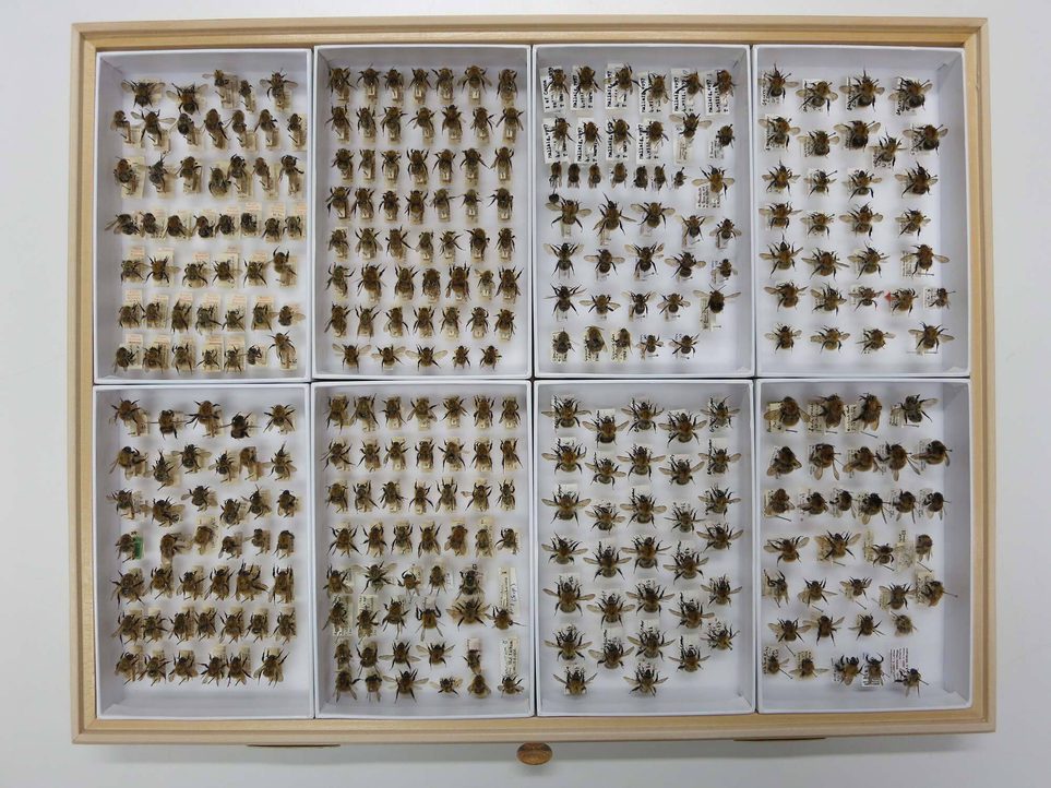 Two rows of trays in a drawer holding entomological specimens.